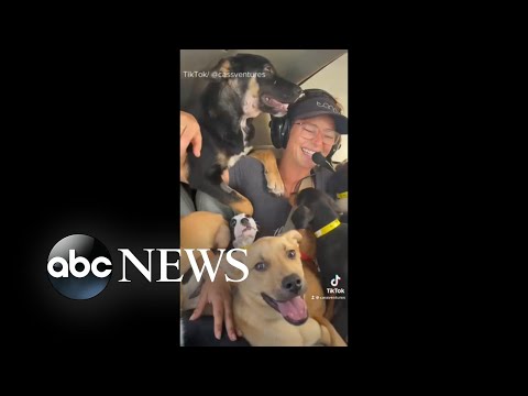 Woman fights to save dogs from being euthanized | WNT