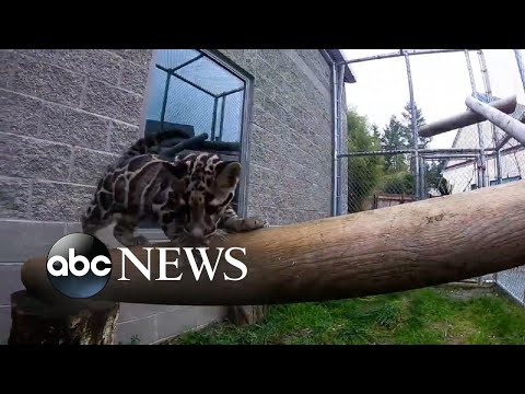 Zookeepers play with clouded leopard cub