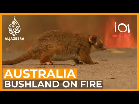 Australia's Wildlife Emergency | 101 East
