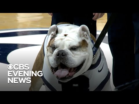 Butler University's bulldog retiring after 7 years