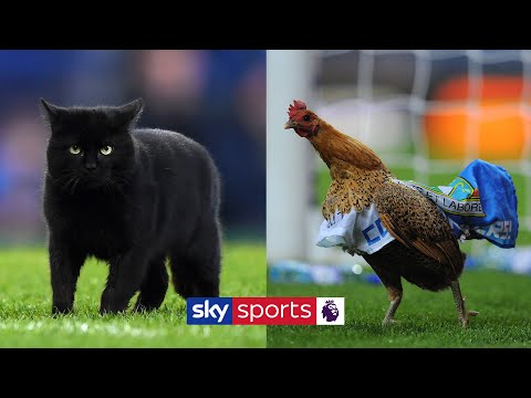 Five times ANIMALS interrupted Premier League games! 🐱