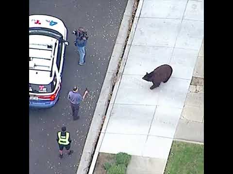 Large black bear roams streets of Monrovia, California | ABC News