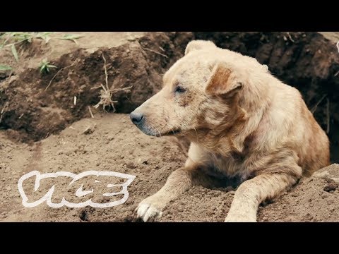 Locals Are Poisoning Dogs at a Sanctuary For 1000 Strays