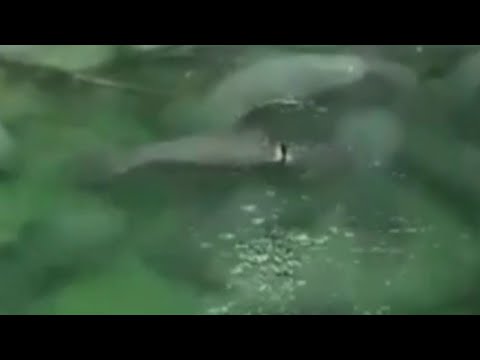 Manatee dubbed 'Wheelie' spotted at Blue Spring State Park