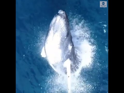 Massive humpback whale breaches water off Maui | ABC News