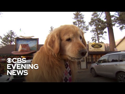 Mayor Max the golden retriever brings California town together