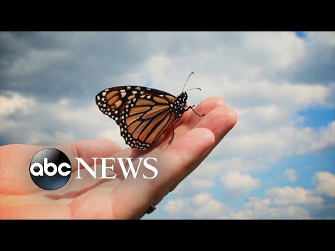 Monarch butterflies at critically low level