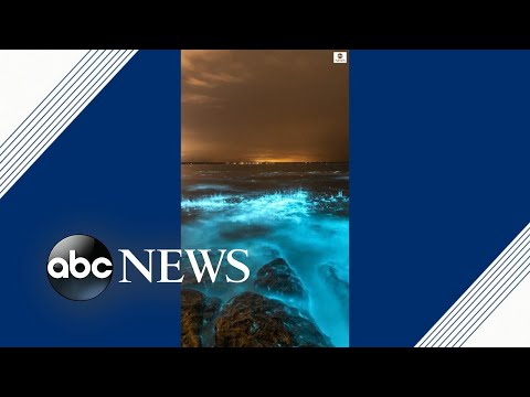 Otherworldly bioluminescent algae makes ocean glow bright blue