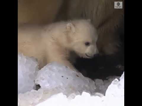 Polar bear cub takes first steps outside cave at Copenhagen Zoo | ABC News
