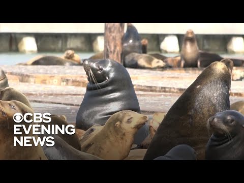 San Francisco sea lions celebrated 30 years after invading the docks