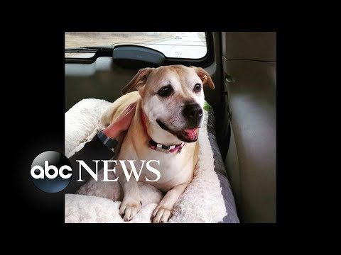 Shelter dog adopted after 7-year wait | ABC News