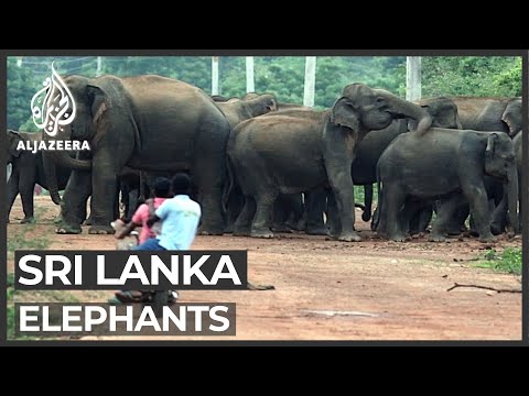 Sri Lankan elephants' struggle to survive