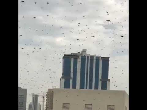 Swarms of locusts darken sky over Bahrain as they threaten crops | ABC News