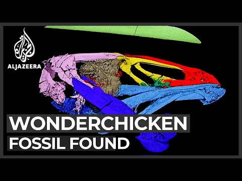 Wonderchicken: Oldest fossil of modern bird identified