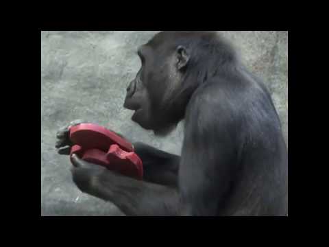 Zoo animals enjoy treats on Valentine's Day | ABC News