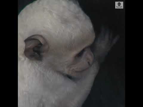 Zoo celebrates arrival of mantled guereza, West African monkey | ABC News